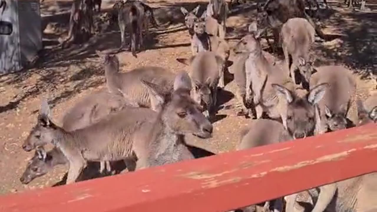 Kangaroo diaries only in Australia 🇦🇺