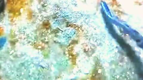 Relaxing under the sea - Diving to catch seafood, shrimp, lobster, crab, sea cucumber