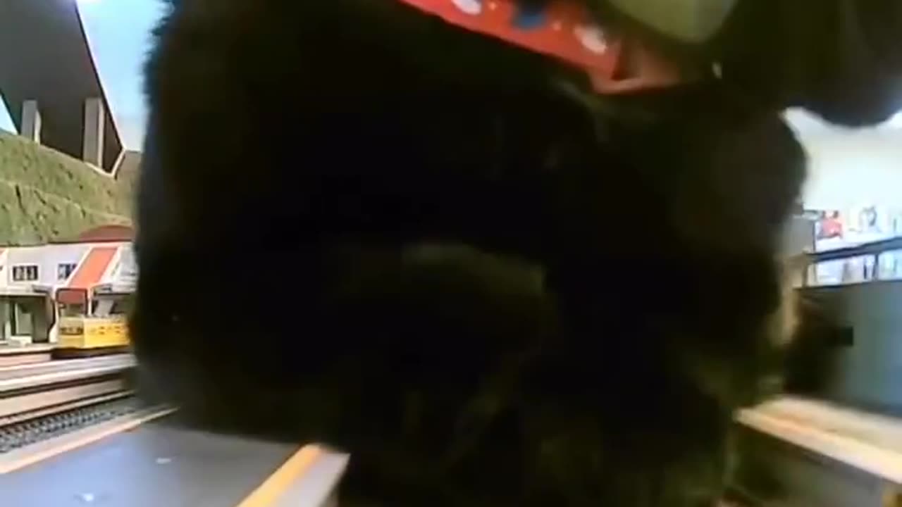 Catzilla!!!!! 🦖 X 🐈