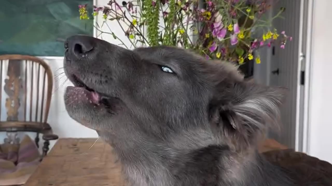 these dogs howl like real wolves 🐺