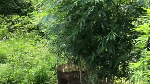 Rare Find in a Cannabis Plant
