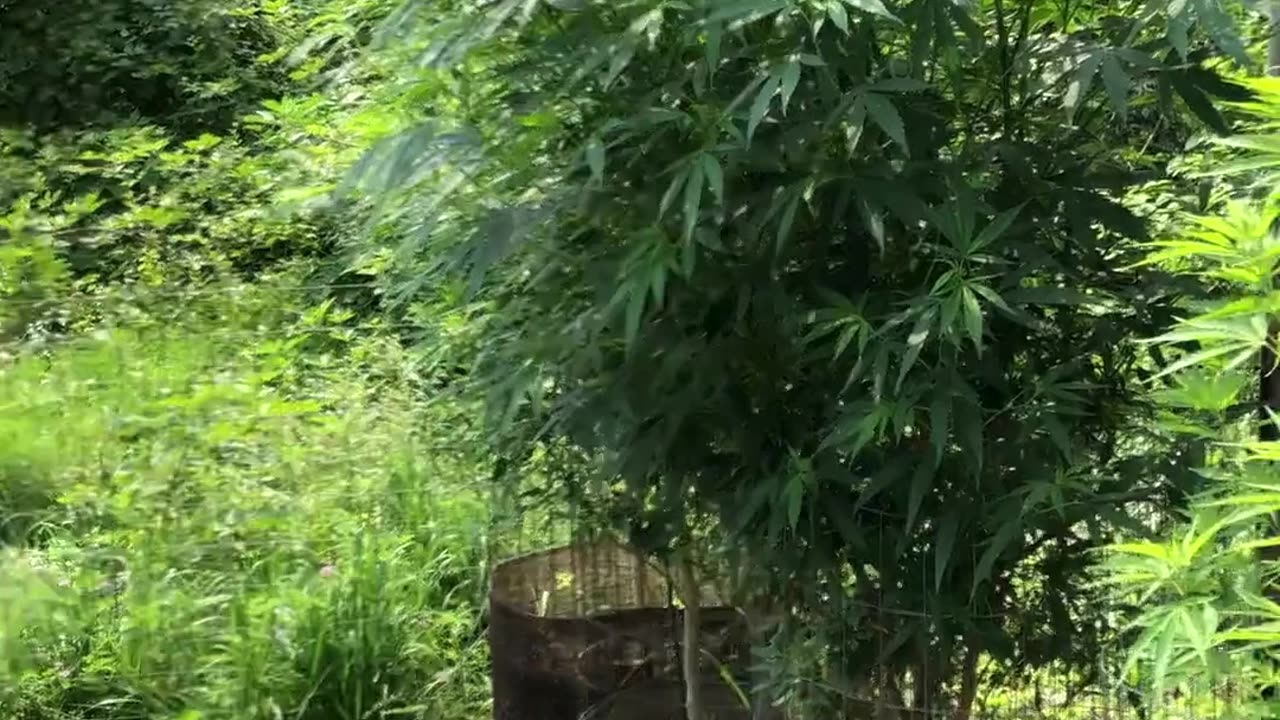 Rare Find in a Cannabis Plant