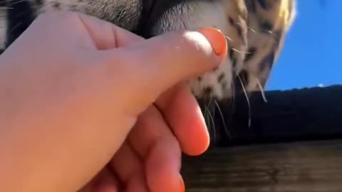 Taming Cats