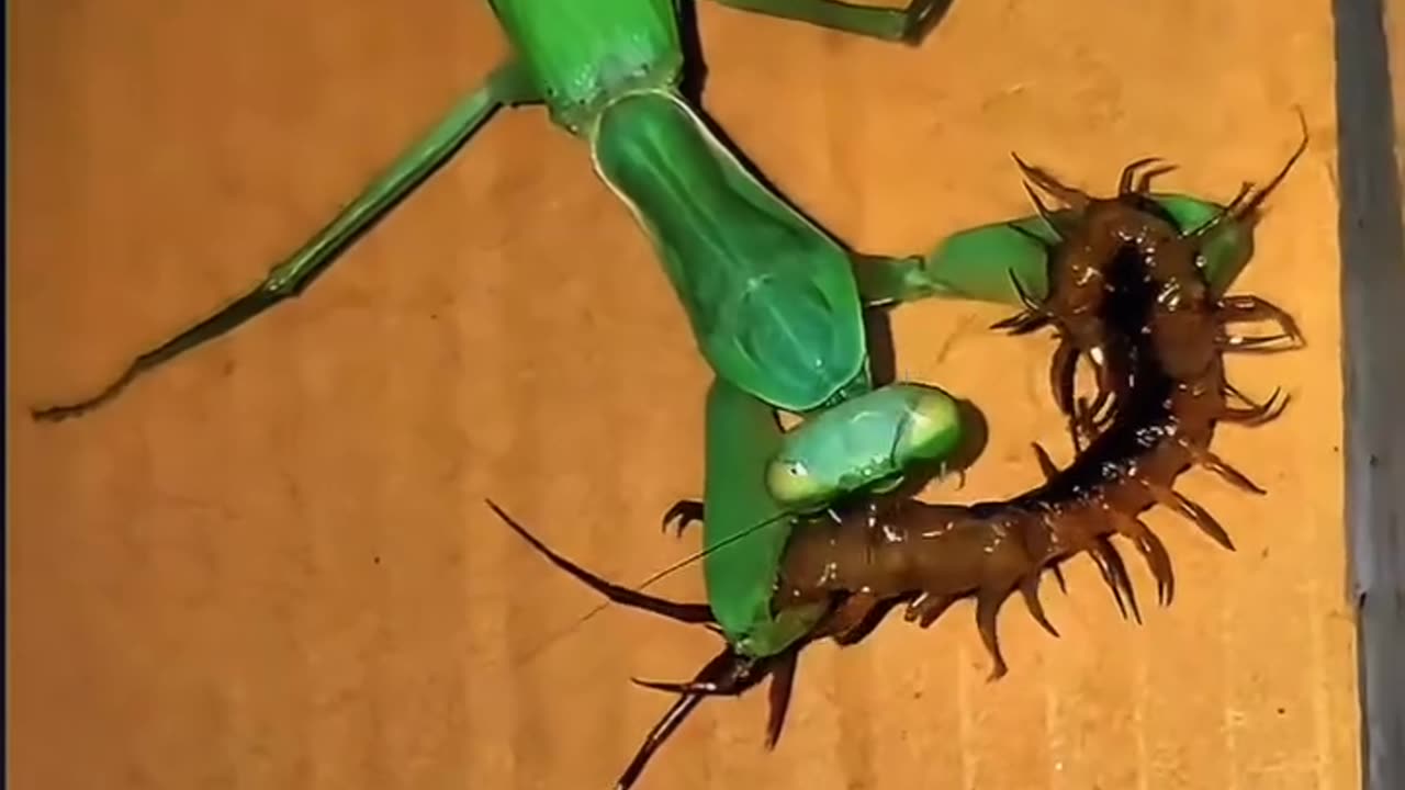 I never knew grasshopper🦗 is this powerful💪💪💪💪