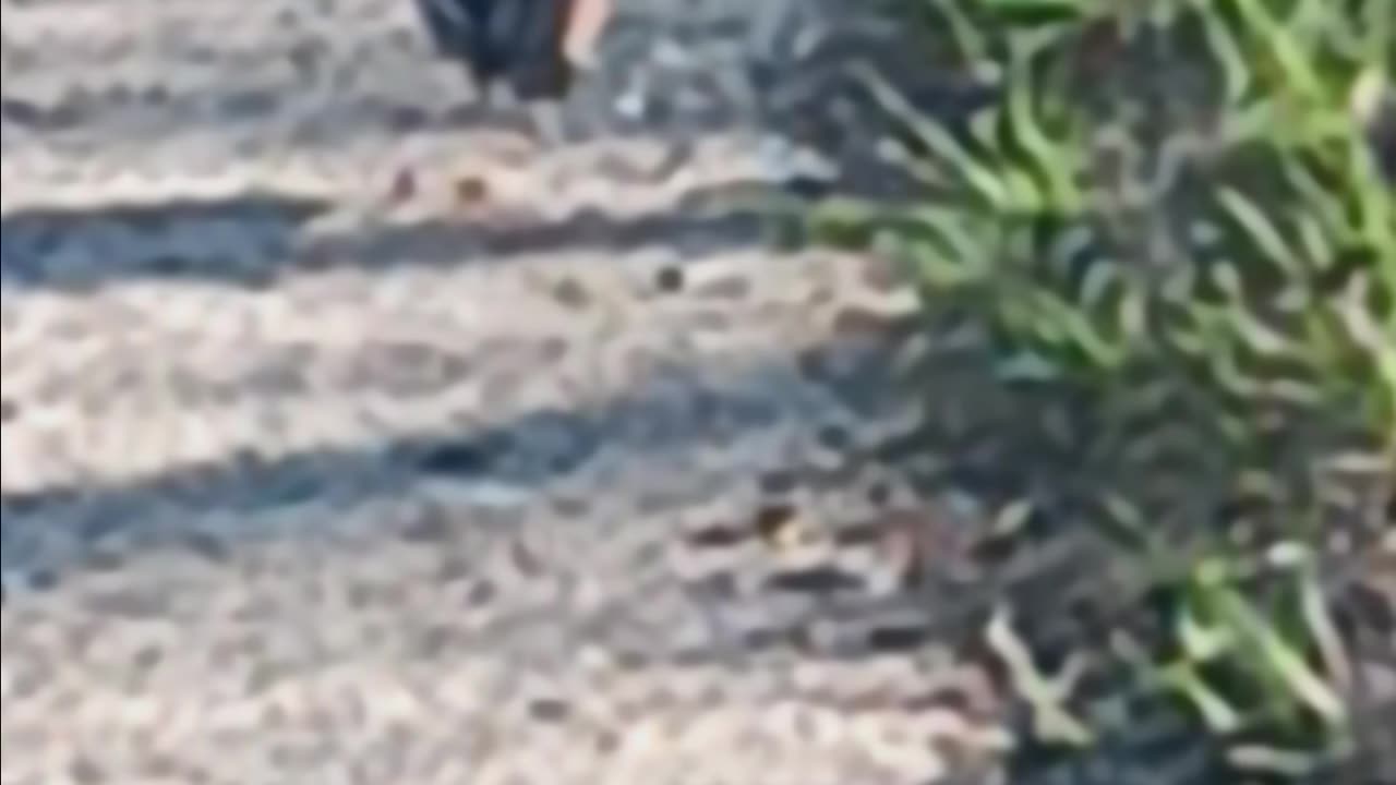 Robin searching.