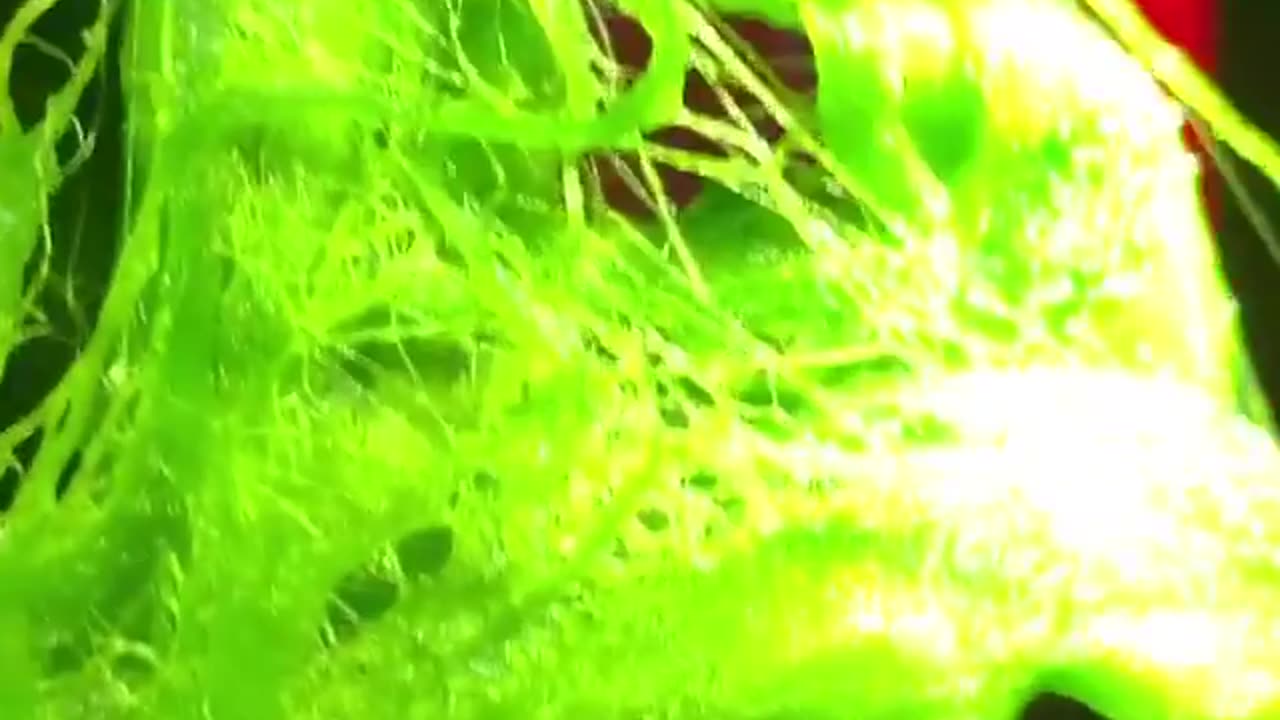 RAIN2 super growth