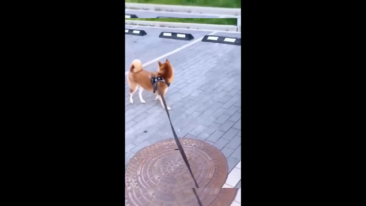 Try Not to Laugh – Funniest Animals Compilation