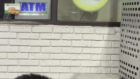 Bear Finds Happy Meal in Garbage