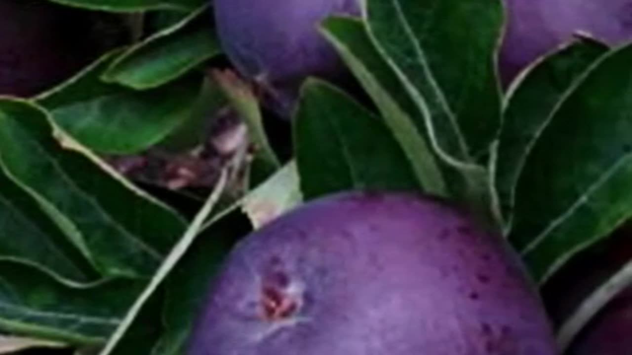 what colour is the apple