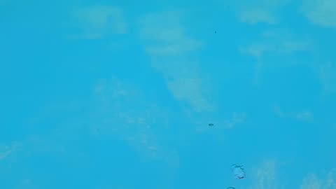 Eye-Catching Cartoon Animation Designed