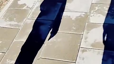 Shadows in motion 🎵🖤