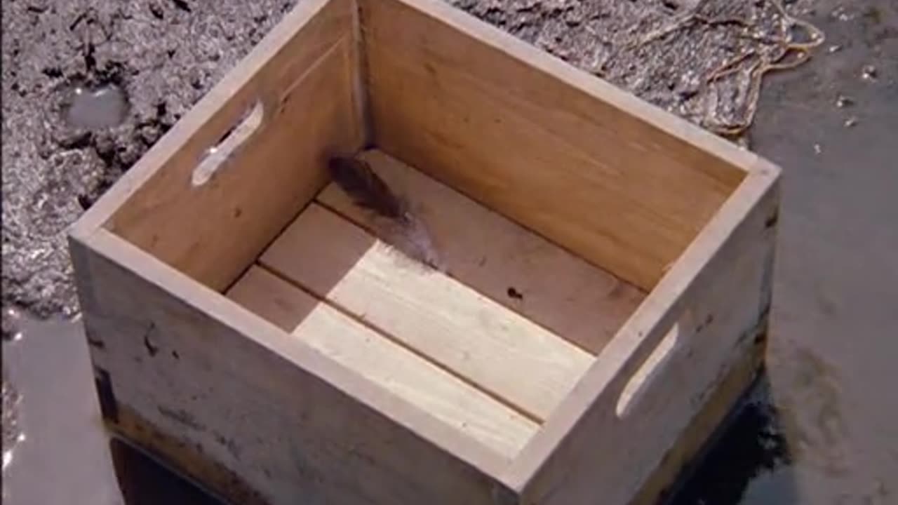 the adventures of milo and otis movie