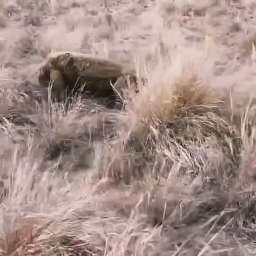 "Komodo Dragon’s Brutal Hunt: A Helpless Goat’s Tragic Fate!"