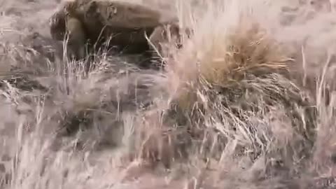 "Komodo Dragon’s Brutal Hunt: A Helpless Goat’s Tragic Fate!"