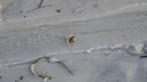 Hermit Crab Race #hermitcrabs #floridabeach