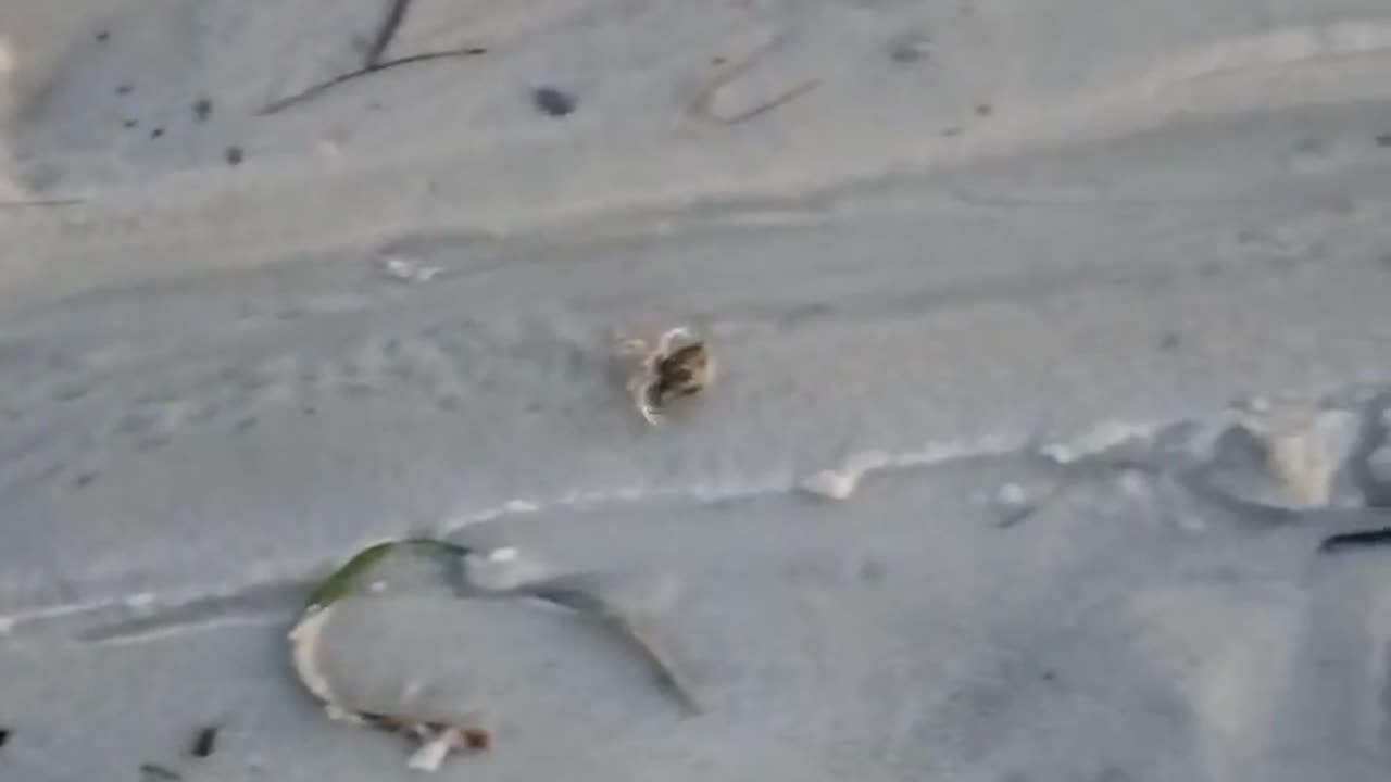 Hermit Crab Race #hermitcrabs #floridabeach