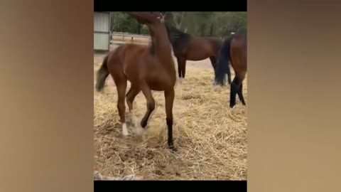 Funny animals video part 69