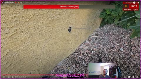 JTPFRAMINGHAM ON YT AND JUANTHEPIGEON ON KICK LIVE NOW!!!