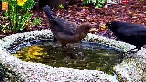 Blackbirds - Dad feeding two young ones 🐦🐦🥰🥰
