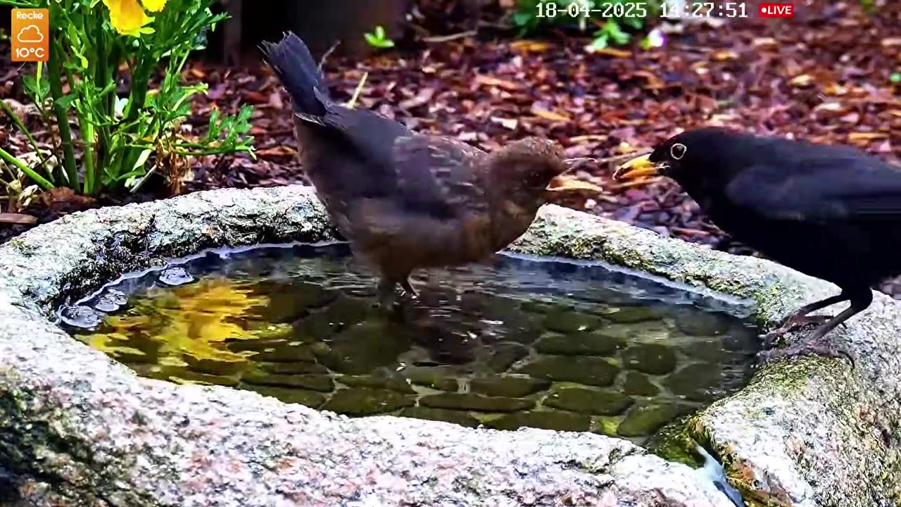 Blackbirds - Dad feeding two young ones 🐦🐦🥰🥰