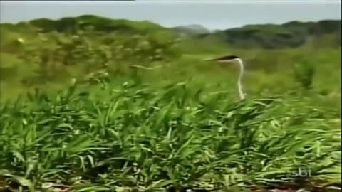 Pantanal 1990 Capítulo 87 (Rede Manchete)