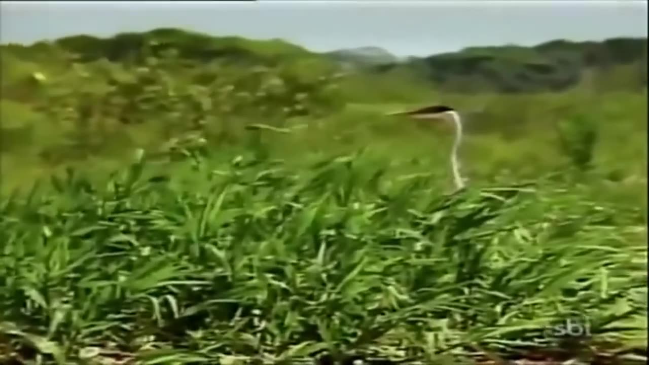 Pantanal 1990 Capítulo 87 (Rede Manchete)