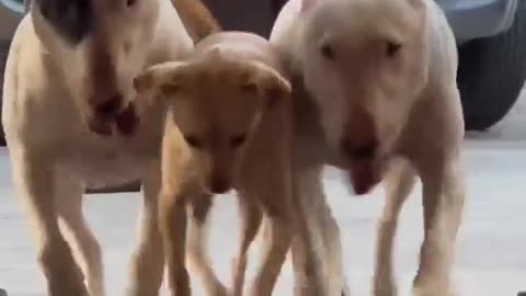 Dogs doing exercise