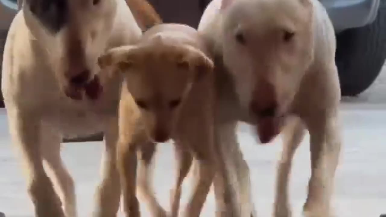 Dogs doing exercise