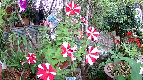 beautiful flowers