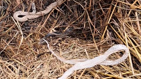 Dekay's Brownsnake