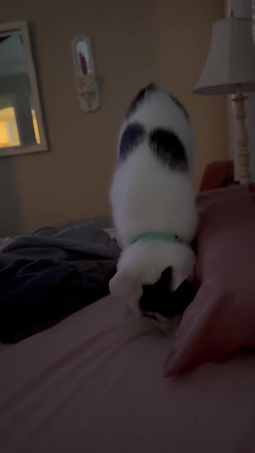 Meowyonce Makes Rhythmic Biscuits