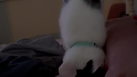 Meowyonce Makes Rhythmic Biscuits