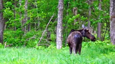 Moose on the Loose