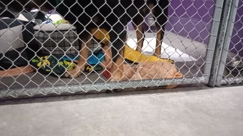 Toby 5y Pet Id 904412 kennel 26 HSSAZ shelter_20251017_133307259