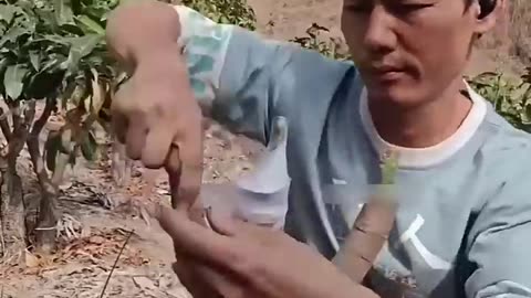 How China Grows TONS of Seedless Mangoes! 🥭🤯