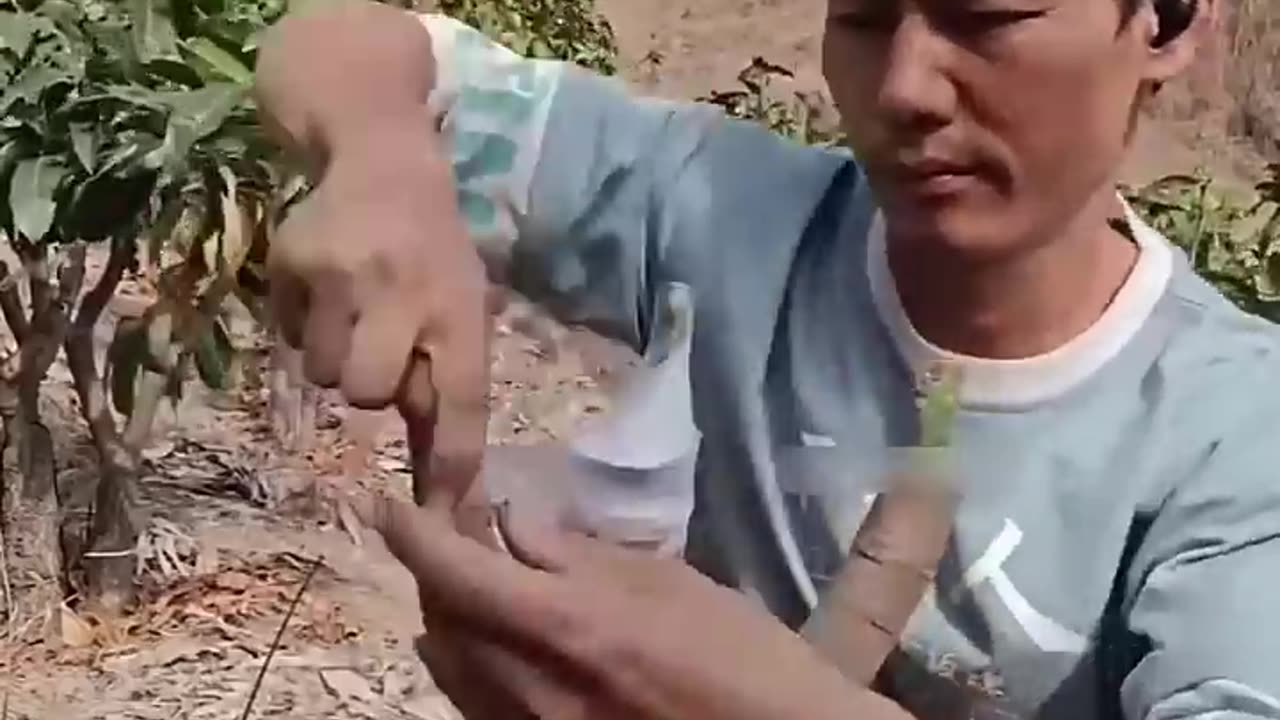 How China Grows TONS of Seedless Mangoes! ðŸ¥ðŸ¤¯
