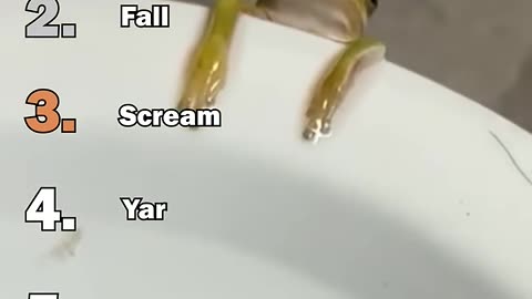 Ranking Best Frog Moments #2