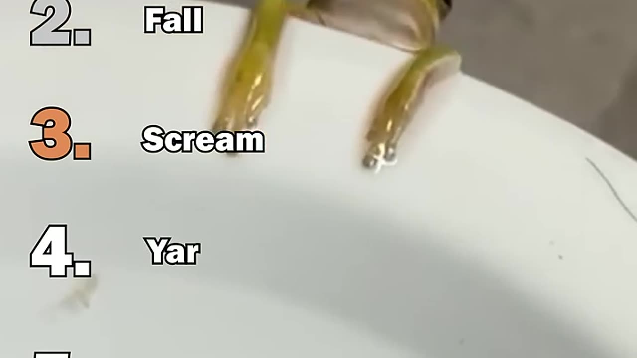 Ranking Best Frog Moments #2