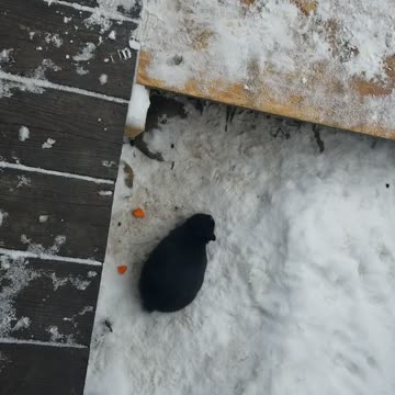 Can't beat frosty carrot chunks under the porch! | #SparklegleamFarm #Bunny #homestead #rabbit