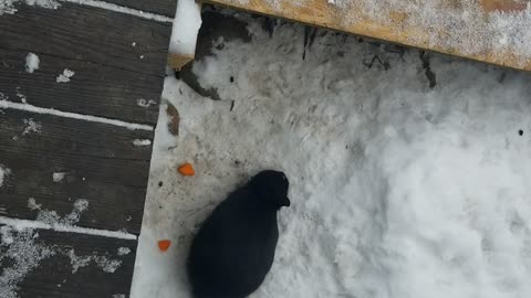 Can't beat frosty carrot chunks under the porch! | #SparklegleamFarm #Bunny #homestead #rabbit