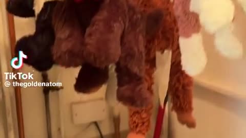 😂🐶 Dog Waits for Toys to Dry! You Won't Believe How! | FunFM