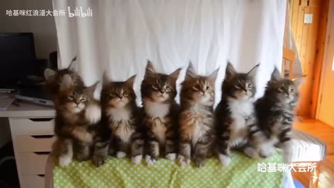 cats