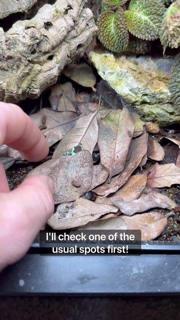 What’s Hiding In My Terrarium 👀