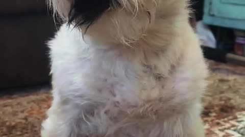 Cute pet, funny animals
