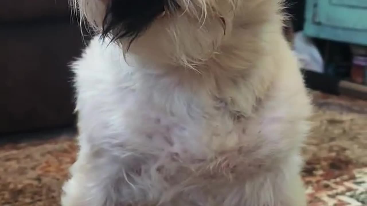 Cute pet, funny animals