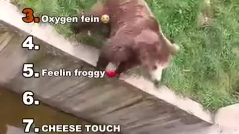 funny moment with animals