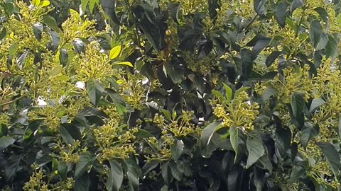 Avocado flower and tree