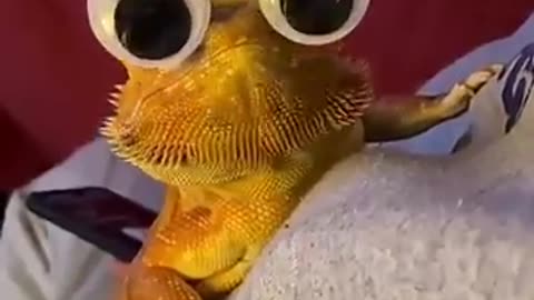Funny video