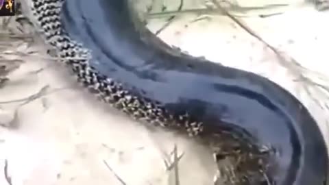 "Most Amazing Wild Animal Attacks #4 | Giant Anaconda vs. Man!"