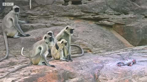 Baby Monkey Mistaken for Dead and Mourned by Troop (FULL CLIP) Spy In The Wild BBC Earth